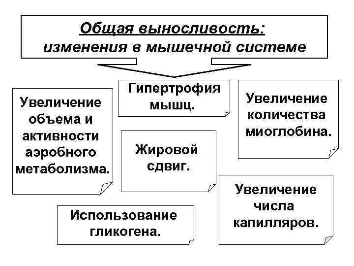 Общая выносливость: изменения в мышечной системе Увеличение объема и активности аэробного метаболизма. Гипертрофия мышц.
