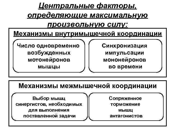 Центральные факторы, определяющие максимальную произвольную силу: Механизмы внутримышечной координации Число одновременно возбужденных мотонейронов мышцы
