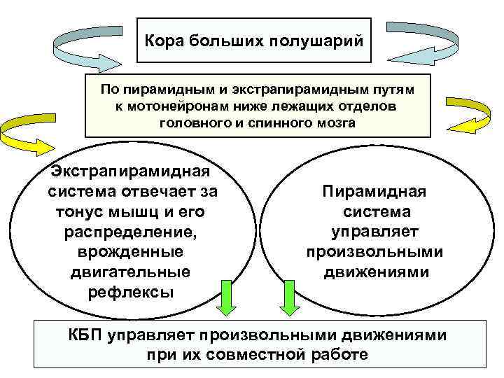 Кора больших полушарий По пирамидным и экстрапирамидным путям к мотонейронам ниже лежащих отделов головного
