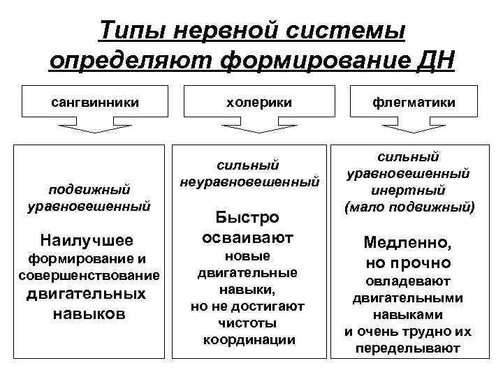 Типы нервной системы определяют формирование ДН сангвинники подвижный уравновешенный Наилучшее формирование и совершенствование двигательных
