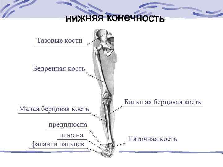 Нижняя конечность рисунок. Бедренная и большая берцовая кости. Бедренная и малая берцовая кость. Скелет свободной нижней конечности на латинском. Кости нижней конечности латынь.