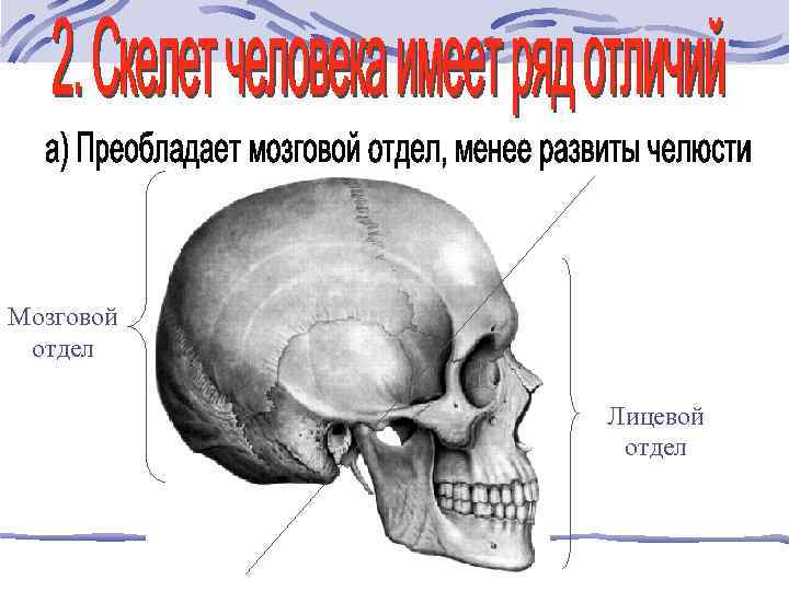 Мозговой отдел Лицевой отдел 