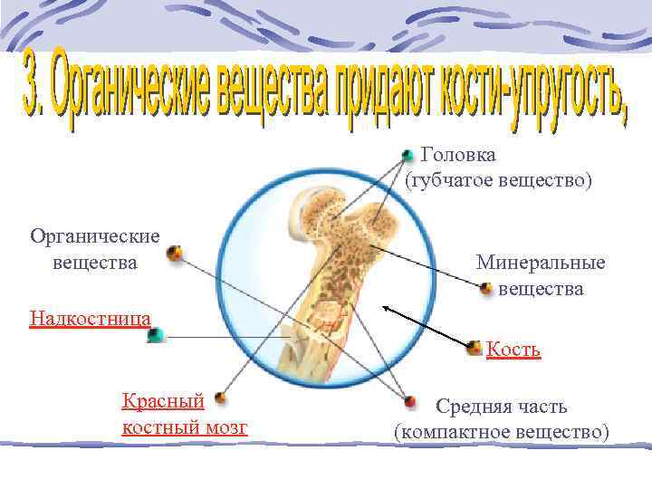  Головка (губчатое вещество) Органические вещества Минеральные вещества Надкостница Кость Красный костный мозг Средняя