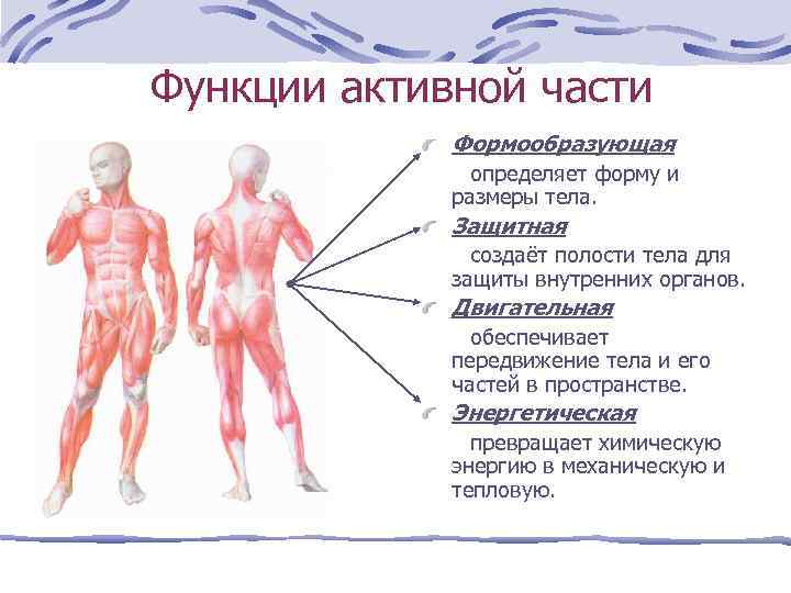 Функции активной части Формообразующая определяет форму и размеры тела. Защитная создаёт полости тела для