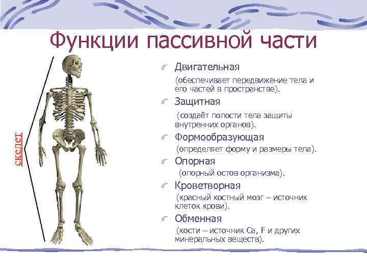 Функции пассивной части Двигательная (обеспечивает передвижение тела и его частей в пространстве). Защитная скелет