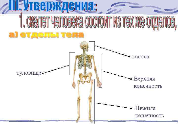 голова туловище Верхняя конечность Нижняя конечность 