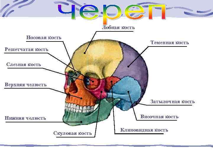 Лобная кость Носовая кость Теменная кость Решетчатая кость Слезная кость Верхняя челюсть Затылочная кость