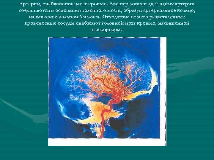 Артерии, снабжающие мозг кровью. Две передних и две задних артерии соединяются в основании головного