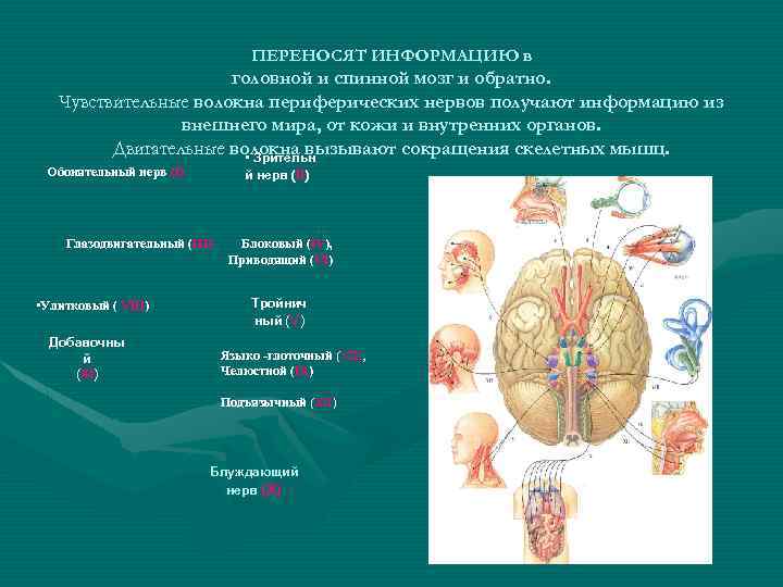 ПЕРЕНОСЯТ ИНФОРМАЦИЮ в головной и спинной мозг и обратно. Чувствительные волокна периферических нервов получают