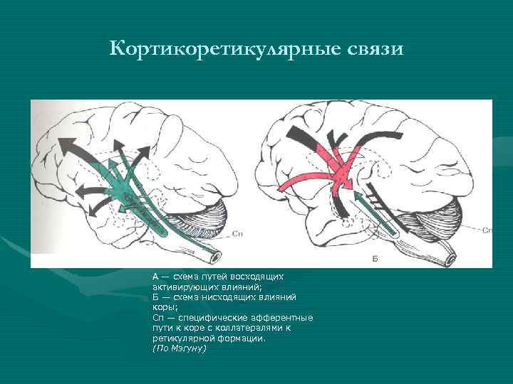 Кортикоретикулярные связи А — схема путей восходящих активирующих влияний; Б — схема нисходящих влияний