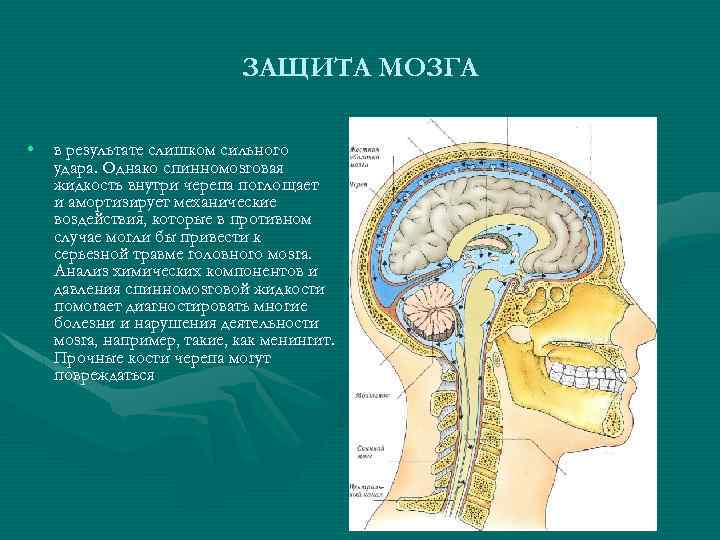 ЗАЩИТА МОЗГА • в результате слишком сильного удара. Однако спинномозговая жидкость внутри черепа поглощает