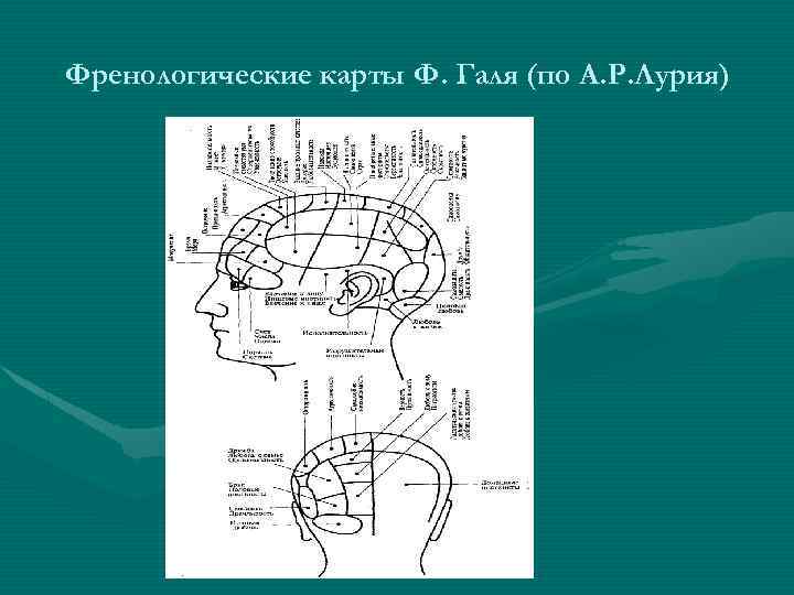 Френологические карты Ф. Галя (по А. Р. Лурия) 