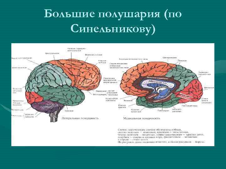 Большие полушария (по Синельникову) 