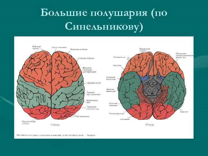 Большие полушария (по Синельникову) 