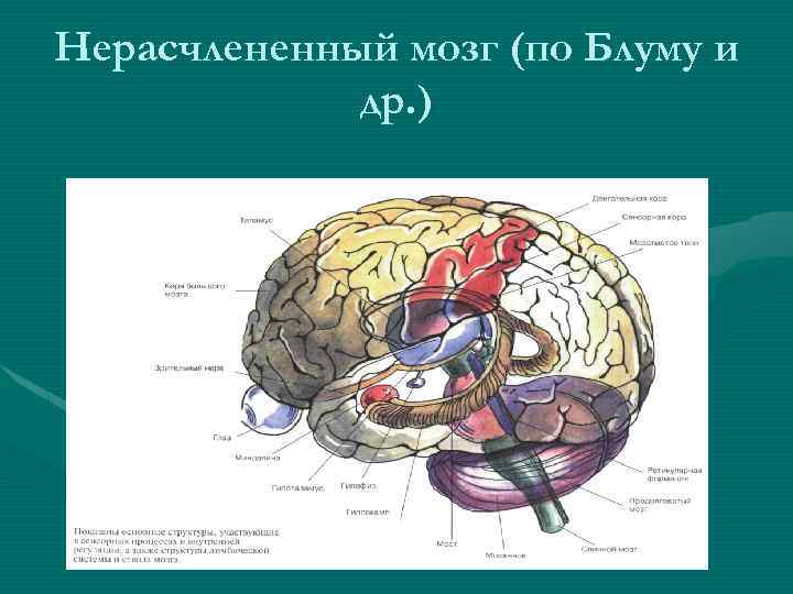 Нерасчлененный мозг (по Блуму и др. ) 