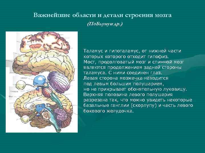 Важнейшие области и детали строения мозга (По. Блумуи др. ) Таламус и гипоталамус, от