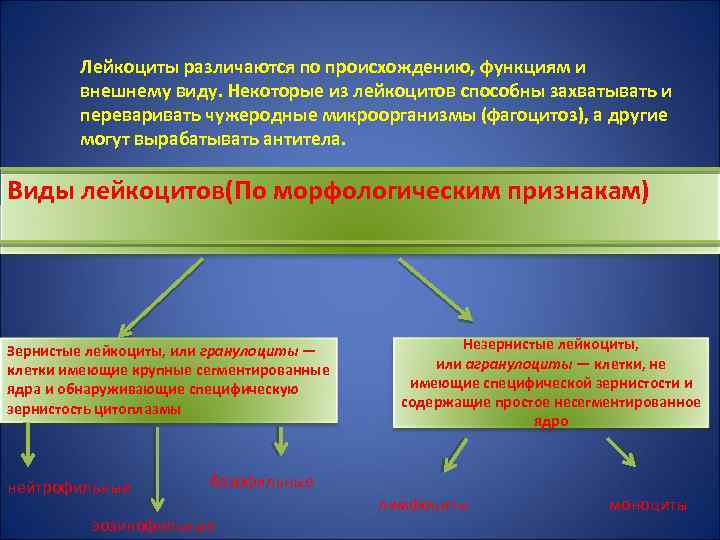 Лейкоциты различаются по происхождению, функциям и внешнему виду. Некоторые из лейкоцитов способны захватывать и