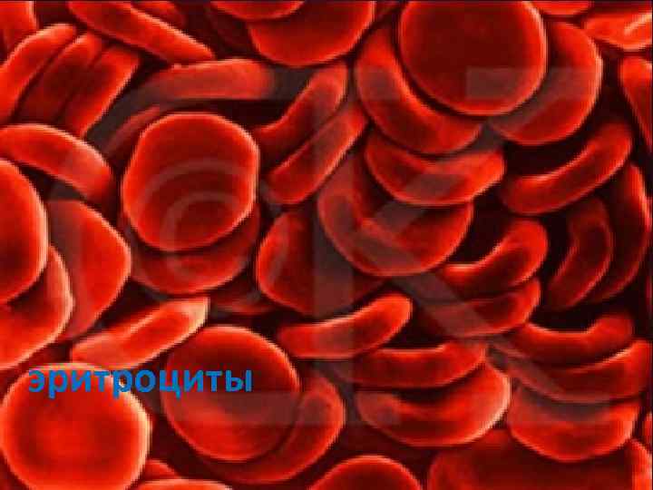 эритроциты 