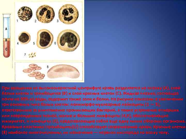 При вращении на высокоскоростной центрифуге кровь разделяется на плазму (А), слой белых клеток и