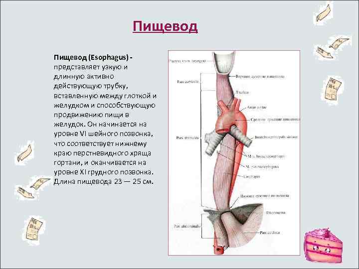 Пищевод (Esophagus) представляет узкую и длинную активно действующую трубку, вставленную между глоткой и желудком