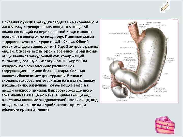 Основная функция желудка сводится к накоплению и частичному перевариванию пищи. Это Пищевой комок состоящий