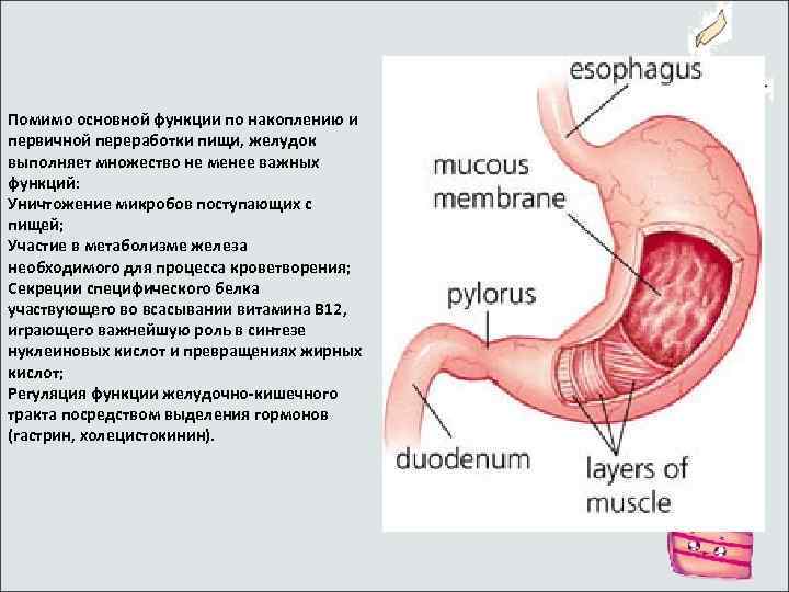 Помимо основной функции по накоплению и первичной переработки пищи, желудок выполняет множество не менее