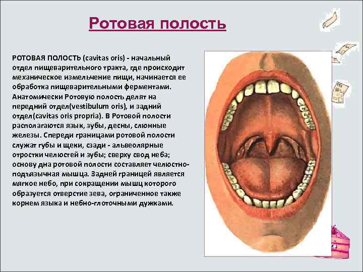 Ротовая полость РОТОВАЯ ПОЛОСТЬ (cavitas oris) - начальный отдел пищеварительного тракта, где происходит механическое