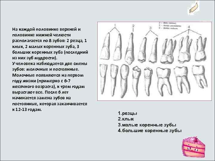 На каждой половинке верхней и половинке нижней челюсти располагается по 8 зубов: 2 резца,