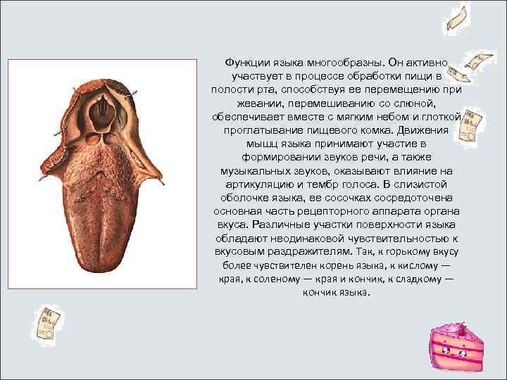 Функции языка многообразны. Он активно участвует в процессе обработки пищи в полости рта, способствуя