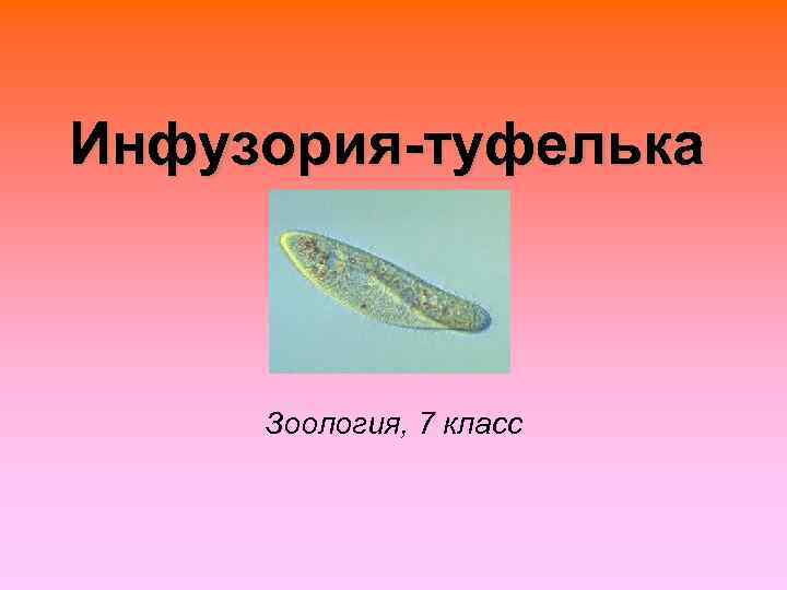 Инфузория-туфелька   Зоология, 7 класс 