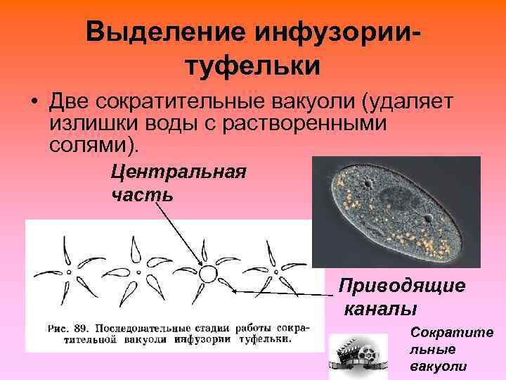   Выделение инфузории-   туфельки • Две сократительные вакуоли (удаляет  излишки