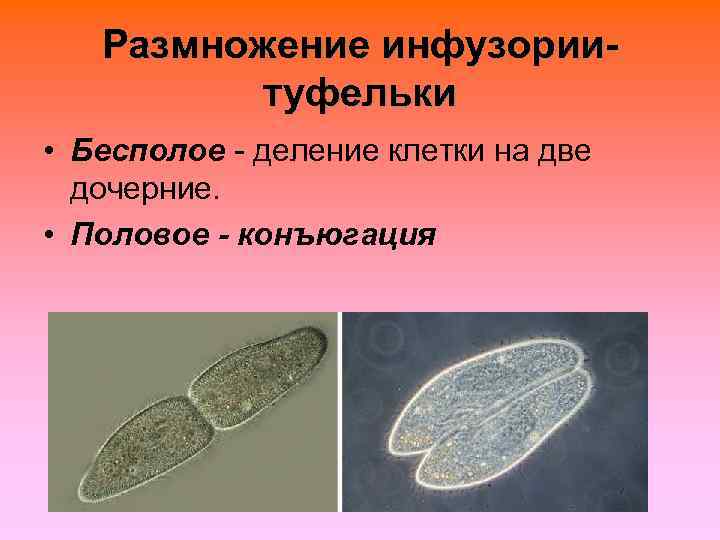   Размножение инфузории-  туфельки • Бесполое - деление клетки на две 