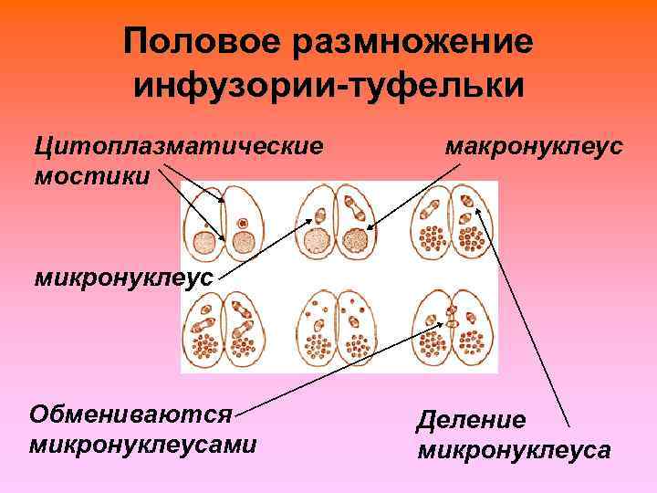  Половое размножение  инфузории-туфельки Цитоплазматические  макронуклеус мостики  микронуклеус Обмениваются  