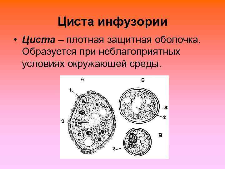   Циста инфузории • Циста – плотная защитная оболочка. Образуется при неблагоприятных 