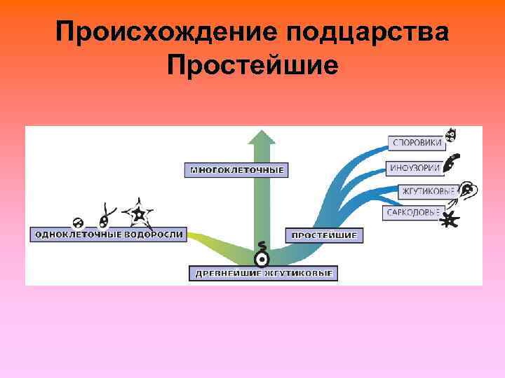 Происхождение подцарства  Простейшие 