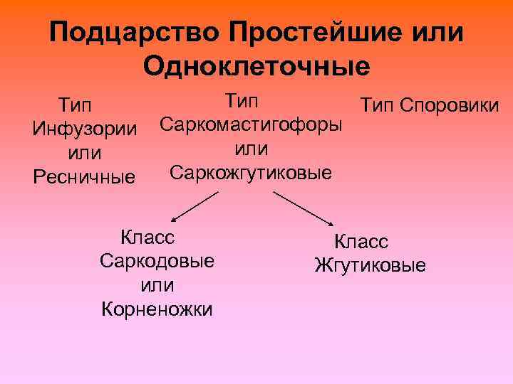  Подцарство Простейшие или  Одноклеточные  Тип Споровики Инфузории Саркомастигофоры или Ресничные 