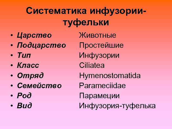  Систематика инфузории-  туфельки •  Царство Животные •  Подцарство  Простейшие