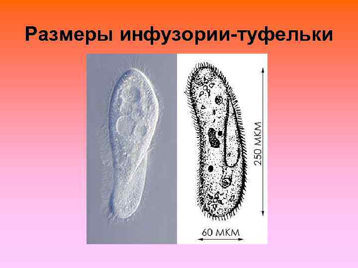 Размеры инфузории-туфельки 