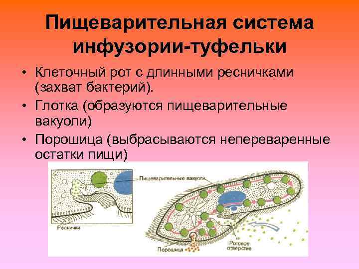   Пищеварительная система инфузории-туфельки • Клеточный рот с длинными ресничками  (захват бактерий).