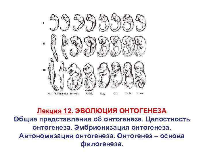 Онтогенез в картинках