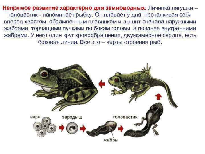 Непрямое развитие характерно для земноводных. Личинка лягушки – головастик - напоминает рыбку. Он плавает