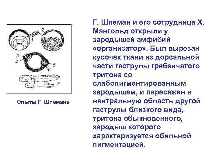 Эмбриональная индукция это в биологии