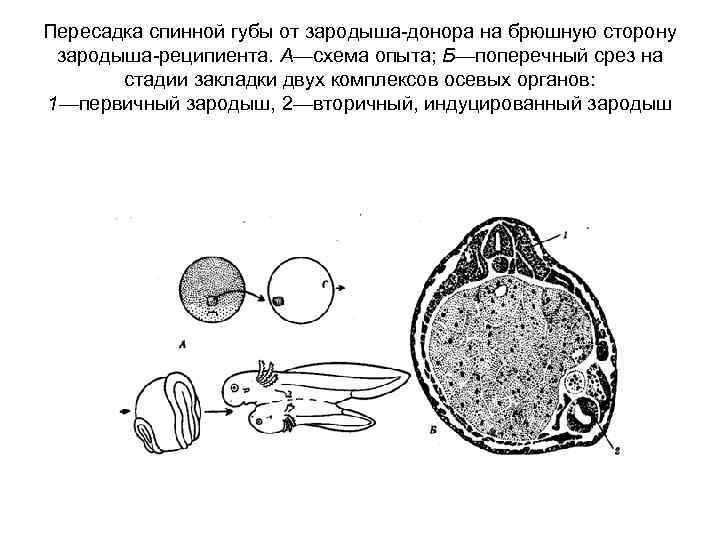 Индукция зародыша. Опыт Шпемана эмбриональная индукция. Вентральная сторона зародыша. Дорсальная сторона эмбриона.