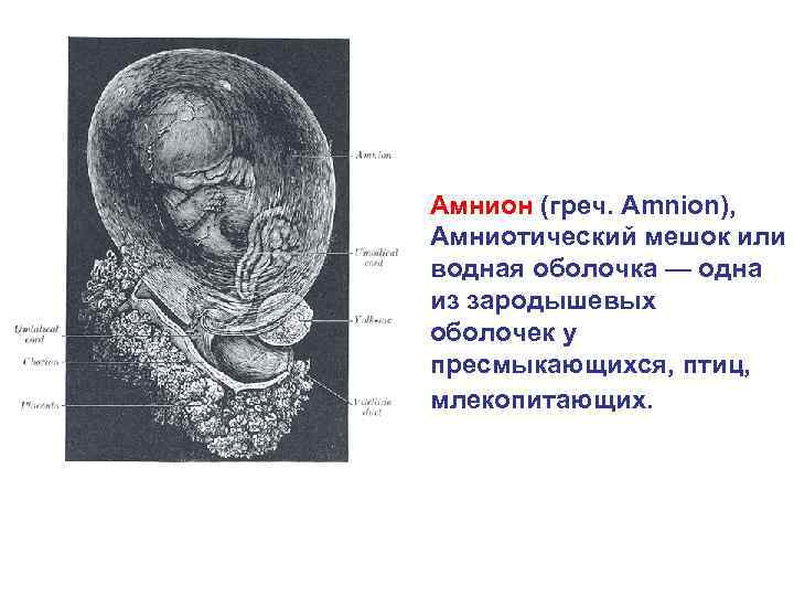 Амнион (греч. Amnion), Амниотический мешок или водная оболочка — одна из зародышевых оболочек у