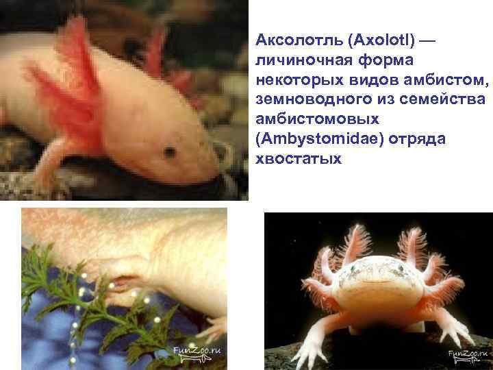 Аксолотль (Axolotl) — личиночная форма некоторых видов амбистом, земноводного из семейства амбистомовых (Ambystomidae) отряда