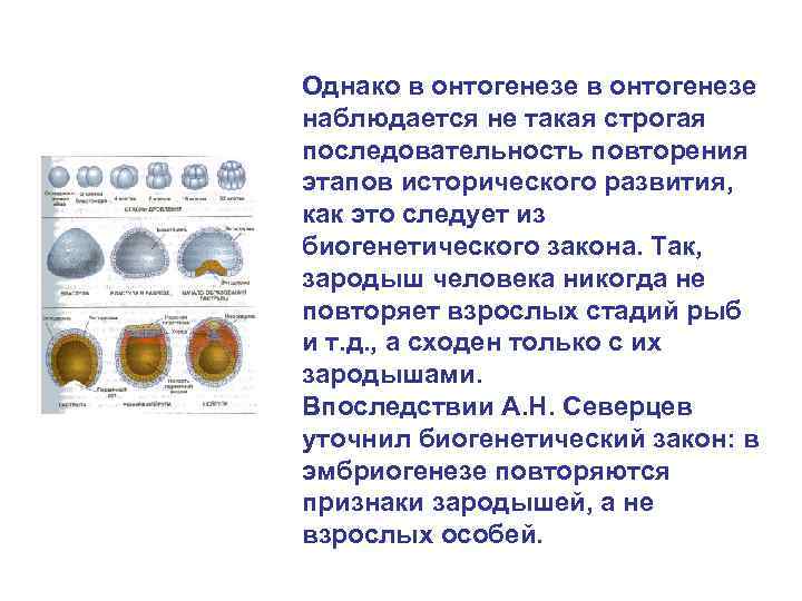 Однако в онтогенезе наблюдается не такая строгая последовательность повторения этапов исторического развития, как это
