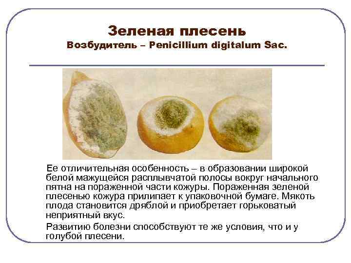 Зеленая плесень Возбудитель – Рenicillium digitalum Sac. Ее отличительная особенность – в образовании широкой