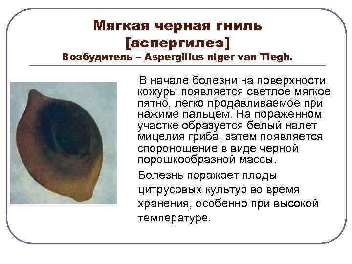 Мягкая черная гниль [аспергилез] Возбудитель – Аspergillus niger van Tiegh. В начале болезни на
