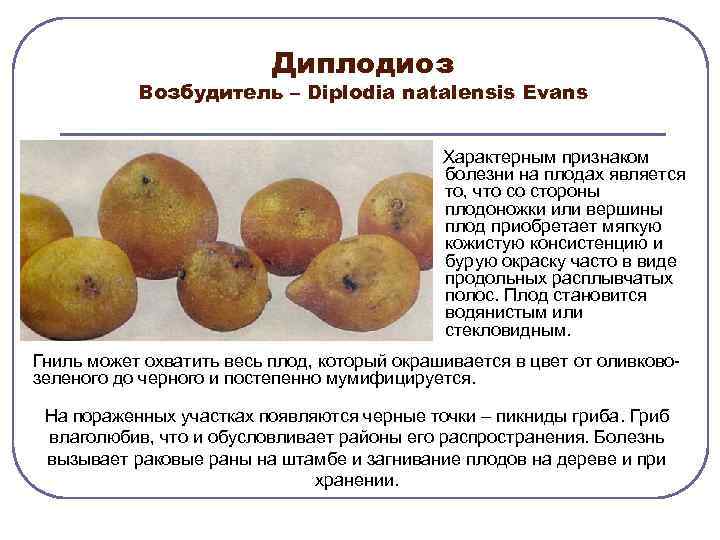 Диплодиоз Возбудитель – Diplodia natalensis Evans Xарактерным признаком болезни на плодах является то, что