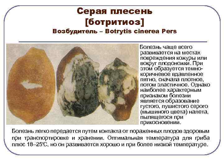 Серая плесень [ботритиоз] Возбудитель – Воtrytis cinerea Pers Болезнь чаще всего развивается на местах